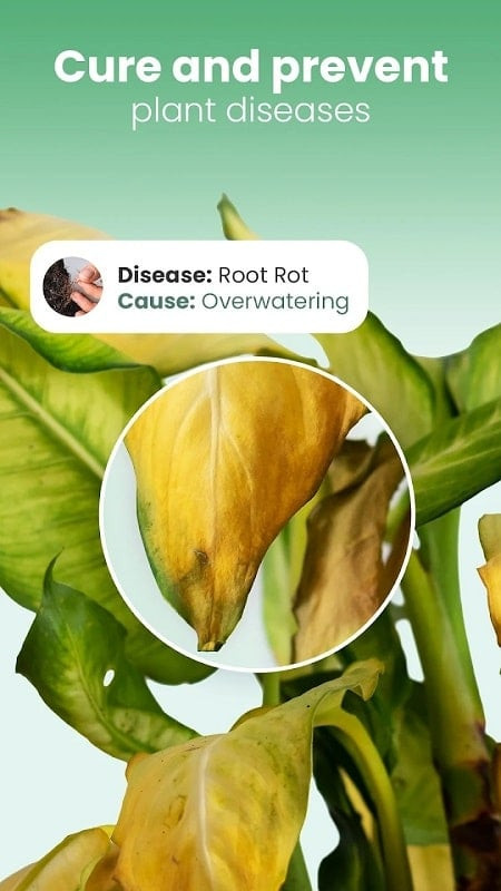 Blossom MOD APK plant disease diagnosis