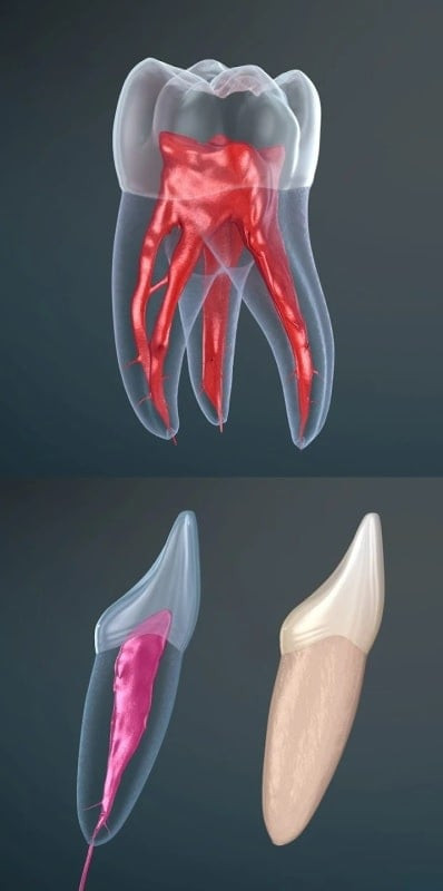 Dental 3D Illustrations trên Android