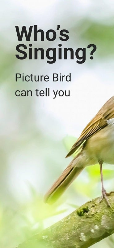 Giao diện Picture Bird MOD