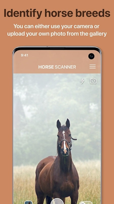 Horse Scanner app screenshot showing the human-horse match feature