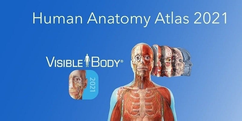 Mô hình 3D chi tiết trong Human Anatomy Atlas 2021