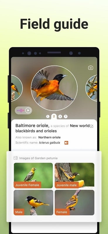 Picture Bird MOD APK trên Android