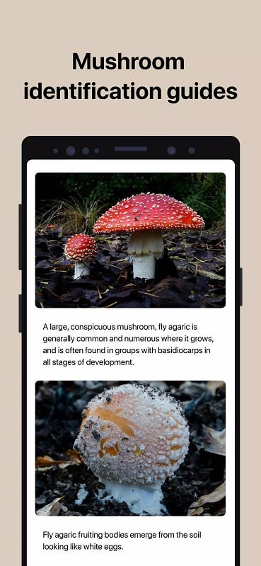 Picture Mushroom poison identification