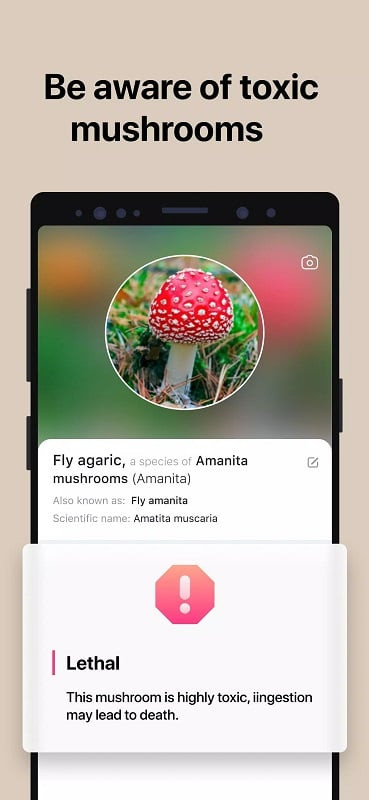 Picture Mushroom identification feature