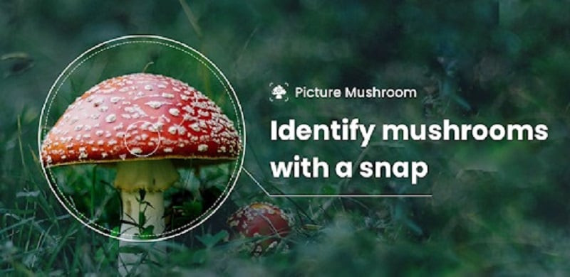 Picture Mushroom app interface